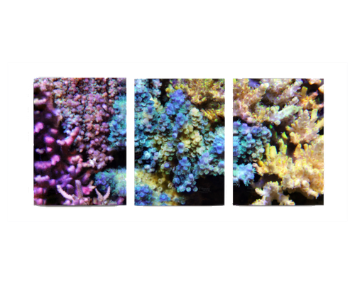 Products - Maxspect