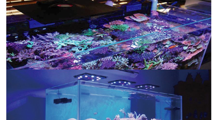 maxspect ETHEREAL 2個セット Ethereal - Maxspect